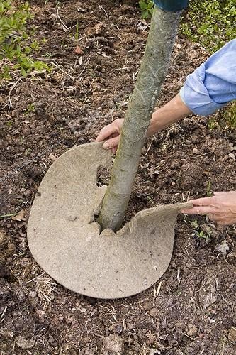 Biosphoto | 993324 | Gardener laying felt disk around tree to prevent weed growth | &copy; Lamontagne / Biosphoto
