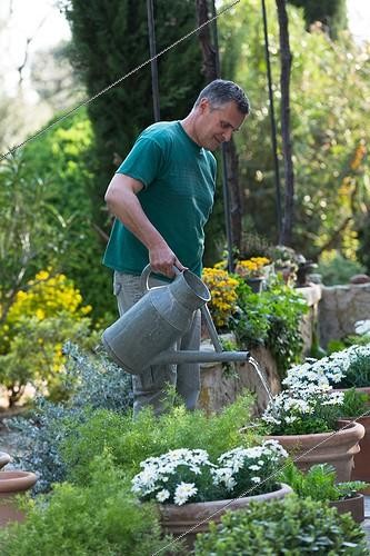 Biosphoto | 1900138 | Gardener watering his marguerites in a garden | &copy; Philippe Giraud / Biosphoto