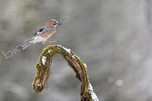 Biosphoto | 2615315 | Geai des chênes (Garrulus Glandarius) perché sur une branche en hiver - Lorraine, France | &copy; Michel Poinsignon / Biosphoto