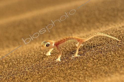 Biosphoto | 46953 | Gecko du désert sur le sable Swakopmund Namibie | &copy; Roger de La Harpe / Biosphoto