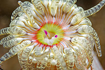 Biosphoto | 2627239 | Gem anemone (Bunodactis verrucosa) in the Atlantic Ocean near the island of Oléron, France. | &copy; Bruno Guénard / Biosphoto
