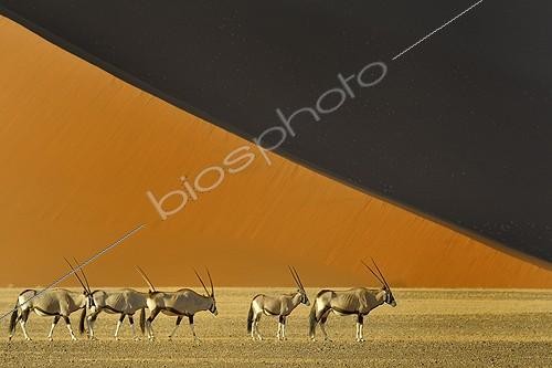 Biosphoto | 1957997 | Gemsbok before a dune - Namib Desert Namibia | &copy; Claude Thouvenin / Biosphoto