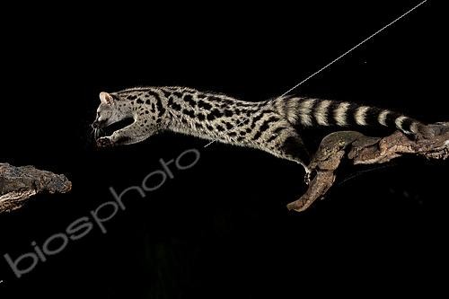 Biosphoto | 2628639 | Genette d'Europe (Genetta genetta) la nuit. Arroyo de la Luz, province de Cáceres, Estrémadure, Espagne. | &copy; Pablo Barrena / Biosphoto