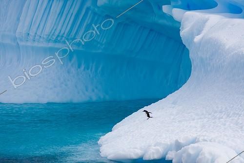 Biosphoto | 542942 | Gentoo Penguin on an iceberg Neko Harbour Antarctica | &copy; Jean-Baptiste Strobel / Biosphoto