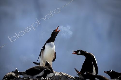 Biosphoto | 2016167 | Gentoo penguin singing and breath looking like cigar smoke | &copy; Manon Moulis / Biosphoto