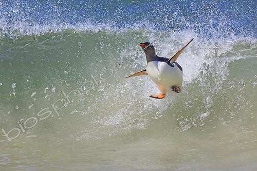 Biosphoto | 1999710 | Gentoo penguin surfing on a wave - Falkland Islands | &copy; Alain Mafart-Renodier / Biosphoto