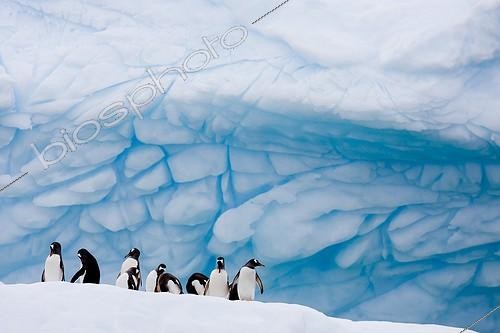 Biosphoto | 543017 | Gentoo Penguins on an iceberg Antarctica ; Paradise Bay. | &copy; Jean-Baptiste Strobel / Biosphoto