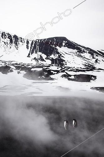 Biosphoto | 2016168 | Gentoo penguins on mist - Antarctica | &copy; Manon Moulis / Biosphoto
