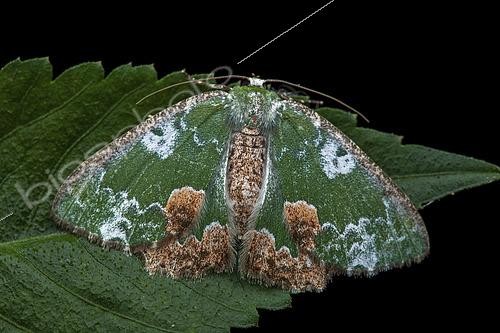 Biosphoto | 2458984 | Geometer (Eucyclodes albisparsa), imago on a leaf, Kinabalu NP, Borneo, Malaysia | &copy; Frank Deschandol & Philippe Sabine / Biosphoto