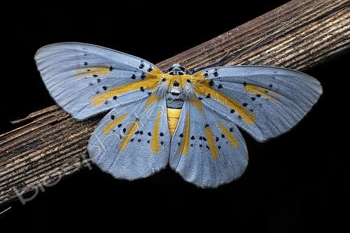 Biosphoto | 2610475 | Geometer moth (Bracca monochrias), Mt Banahaw, Luzon, Philippines | &copy; Frank Deschandol & Philippe Sabine / Biosphoto