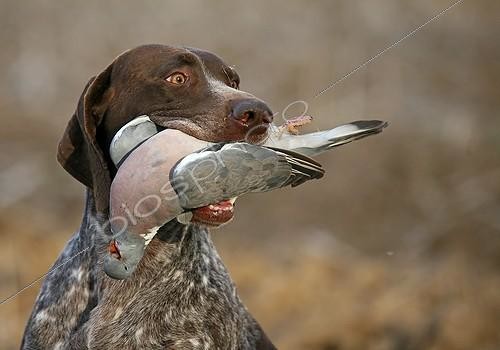Biosphoto | 1419420 | German pointing dog bringing back a Wood pigeon France  | &copy; Dominique Gest / Biosphoto