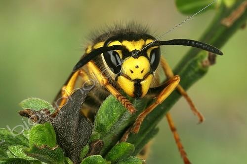 Biosphoto | 83665 | German Yellowjacket on a branch Portrait France | &copy; Joël Héras / Biosphoto
