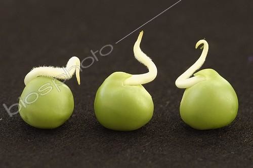 Biosphoto | 14851 | Germination de petit-pois en studio | &copy; Muriel Hazan / Biosphoto