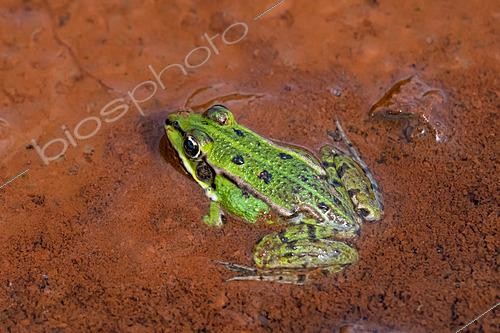 Biosphoto | 2629074 | Ggrenouille verte (Peloxylax kl esculentus) sur argile rouge dans une mare, étang de La Perche, lac de Madine, Lorraine, France | &copy; Stéphane Vitzthum / Biosphoto