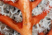Biosphoto | 2032655 | Ghost Goby in Soft Coral - Triton Bay West Papua | &copy; Reinhard Dirscherl / Biosphoto