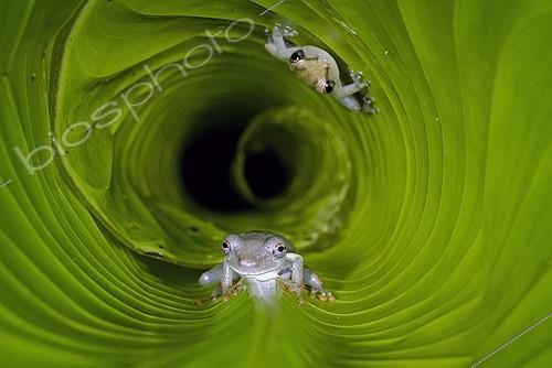 Biosphoto | 615259 | Giant Broad-headed Treefrog and Boeseman's Snouted Treefrog | &copy; Robin Monchâtre / Biosphoto
