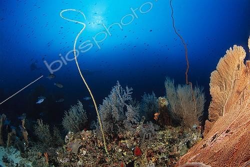 Biosphoto | 652666 | Giant Gorgonian Sea Fans and Spiral Wire Corals Maldives | &copy; Didier Brandelet / Biosphoto