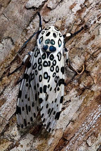 Biosphoto | 2084344 | Giant leopard moth (Ecpantheria scribonia) on bark, Florida | &copy; Michael Turco / Biosphoto