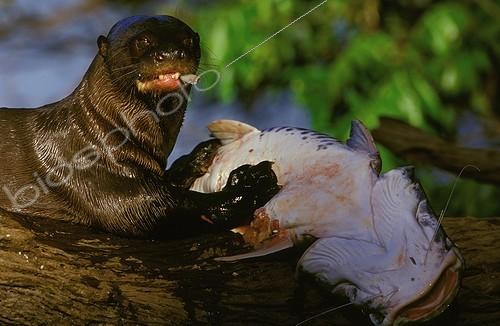 Biosphoto | 5643 | Giant otter eating fish Pantanal ; Barred sorubim | &copy; Theo Allofs / Biosphoto