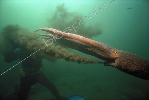 Biosphoto | 36873 | Giant Pacific Octopus spraying ink British Columbia Canada | &copy; Jeffrey Rotman / Biosphoto