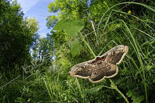 Biosphoto | 2399895 | Giant peacock moth (Saturnia pyri) on vegetation, Prairies du Fouzon, Loir-et-Cher, France | &copy; Bruno Guénard / Biosphoto