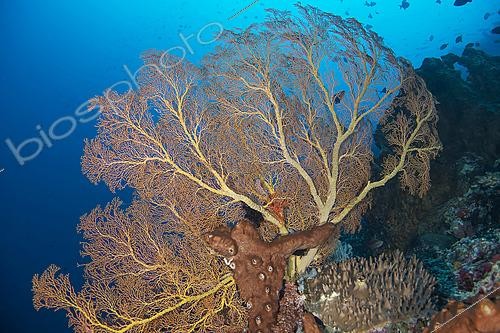 Biosphoto | 2622022 | Giant Sea Fan (Annella mollis), dive at Pura Ganasha, Menjangan, Bali, Indonesia. | &copy; Jean Cassou / Biosphoto