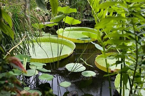 Biosphoto | 962704 | Giant Water Lily in the tropical greenhouses Sens | &copy; Claudius Thiriet / Biosphoto
