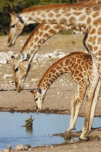 Biosphoto | 425760 | Girafes preparing to drink in front of turtles Namibia | &copy; J.-J. Alcalay & B. Marcon / Biosphoto