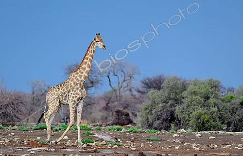 Biosphoto | 2622898 | Giraffe (Giraffa camelopardalis). Etosha National Park. Namibia. | &copy; Michel Bureau / Biosphoto