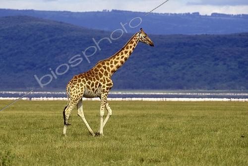 Biosphoto | 140129 | Giraffe going in the savanna Kenya  | &copy; Muriel Nicolotti / Biosphoto