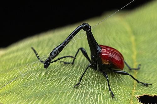 Biosphoto | 2552939 | Giraffe-necked Weevil (Trachelophorus giraffa) male, Analamazaotra Madagascar | &copy; Frank Deschandol & Philippe Sabine / Biosphoto