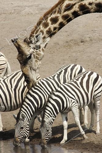 Biosphoto | 169848 | Giraffe smelling Zebra in an effect of perpective Etosha | &copy; Brigitte Marcon / Biosphoto