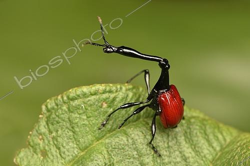 Biosphoto | 2468825 | Giraffe weevil (Trachelophorus giraffa) male on a leaf, Andasibe (Périnet), Alaotra-Mangoro Region, Madagascar | &copy; Jean-Yves Grospas / Biosphoto