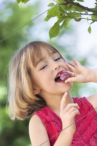 Biosphoto | 1290662 | Girl eating a plum 'Quetsche' in a garden France ; Girl 5 year old<br> | &copy; Frédérique Bidault / Biosphoto