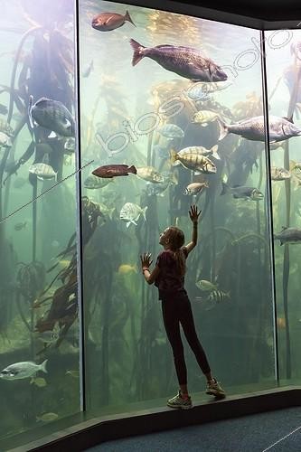 Biosphoto | 2044430 | Girl looking at fish in an Aquarium - South Africa ; Two Oceans Aquarium | &copy; Martin Harvey / Biosphoto