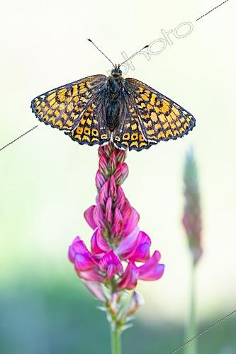 Biosphoto | 2621164 | Glanville fritillary (Melitaea cinxia) on sainfoin flower, protected natural site of the limestone grassland of Lorry-Mardigny, Lorraine, France. | &copy; Stéphane Vitzthum / Biosphoto