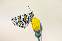 Biosphoto | 2621163 | Glanville fritillary (Melitaea cinxia) on flower, protected natural site of the limestone grassland of Lorry-Mardigny, Lorraine, France. | &copy; Stéphane Vitzthum / Biosphoto