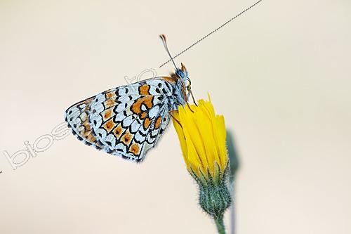 Biosphoto | 2621163 | Glanville fritillary (Melitaea cinxia) on flower, protected natural site of the limestone grassland of Lorry-Mardigny, Lorraine, France. | &copy; Stéphane Vitzthum / Biosphoto
