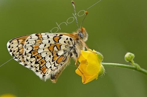 Biosphoto | 1930786 | Glanville Fritillary on flower - Molslaboratoriet Denmark | &copy; Steen Drozd Lund / Biosphoto
