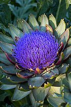 Biosphoto | 2084101 | Globe artichoke in bloom, Provence, France | &copy; Philippe Giraud / Biosgarden / Biosphoto