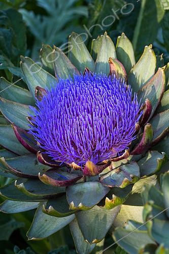 Biosphoto | 2084101 | Globe artichoke in bloom, Provence, France | &copy; Philippe Giraud / Biosgarden / Biosphoto