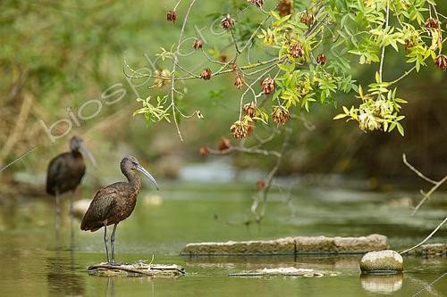 Biosphoto | 2596319 | Glossy ibis (Plegadis falcinellus) in water, La Rioja, Spain | &copy; Eduardo Ayala-Santibañez / Biosphoto