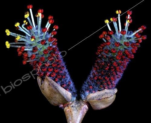 Biosphoto | 2549039 | Goat willow (Salix caprea) bud | &copy; Jean-Claude Louchet / Biosphoto