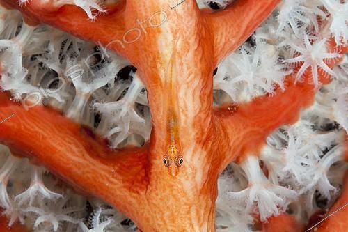 Biosphoto | 2032655 | Gobie sur Corail mou - Papouasie occidentale | &copy; Reinhard Dirscherl / Biosphoto