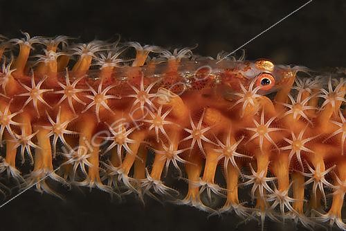 Biosphoto | 2622020 | Goby (Bryaninops yongei), diving at Pantaï Kutad Sayung, Bali, Indonesia. | &copy; Jean Cassou / Biosphoto
