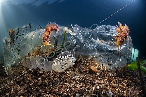 Biosphoto | 2563994 | Godive quadricolore (Godiva quadricolor) sur une bouteille plastique, Lagune Torrefumo, Baie de Naples, Italie | &copy; Pasquale Vassallo / Biosphoto