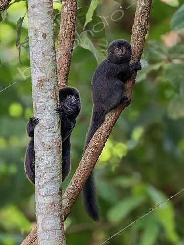 Biosphoto | 2608853 | Goeldi's Marmoset (Callimico goeldii), adult and young, Madre de Dios, Peru | &copy; Ignacio Yufera / Biosphoto