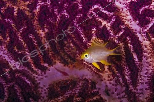 Biosphoto | 1900235 | Golden Damselfish in front of Red Whip Gorgonian Indonesia  | &copy; Fabien Michenet / Biosphoto