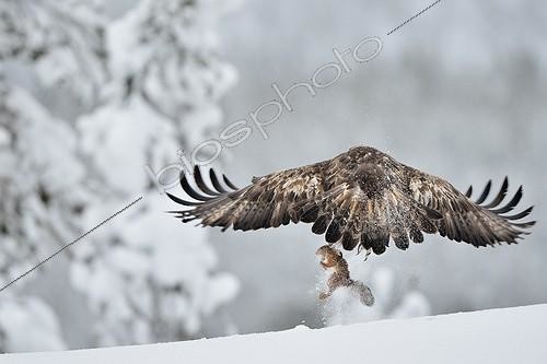 Biosphoto | 1849561 | Golden eagle catching a squirrel Kuusamo Finland | &copy; Patrick Kientz / Biosphoto