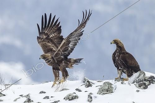 Biosphoto | 1987226 | Golden Eagles on rocks in winter - Balkans Bulgaria | &copy; André Simon / Biosphoto